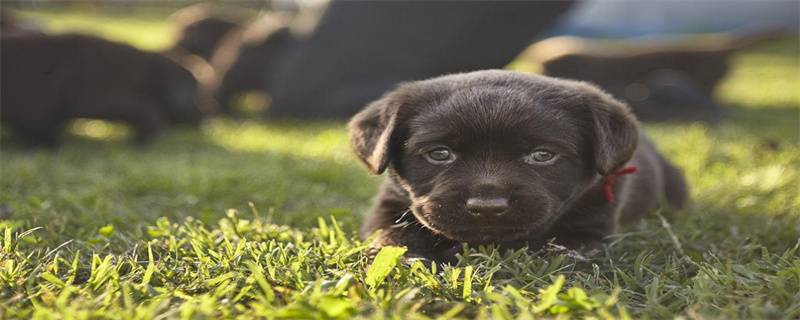 What to do if your Labrador has body odor