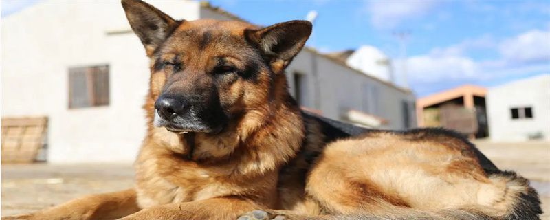 What does the dog quadruple vaccine include?