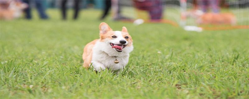 Can dogs be taken out without vaccinations?