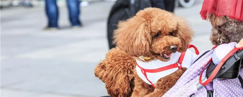 What to do if Teddy coughs