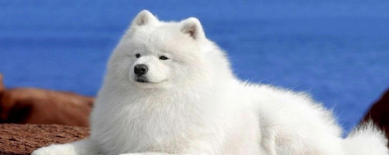 What to do if the dog loses hair seriously