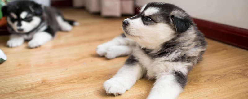 What is the best bath for dogs with itchy body?