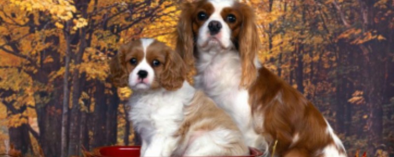 What Are the Symptoms of Indigestion in Dogs?