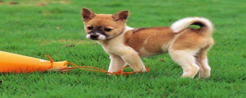 The benefits of dogs eating white radish