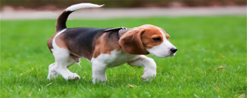 What Foods Can Dogs Eat?