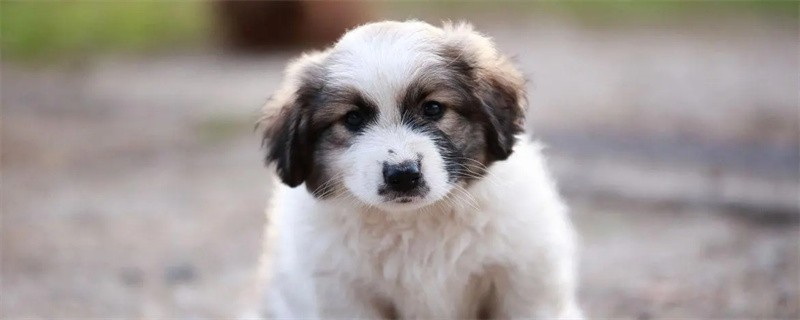 Why Do Dogs Shake?