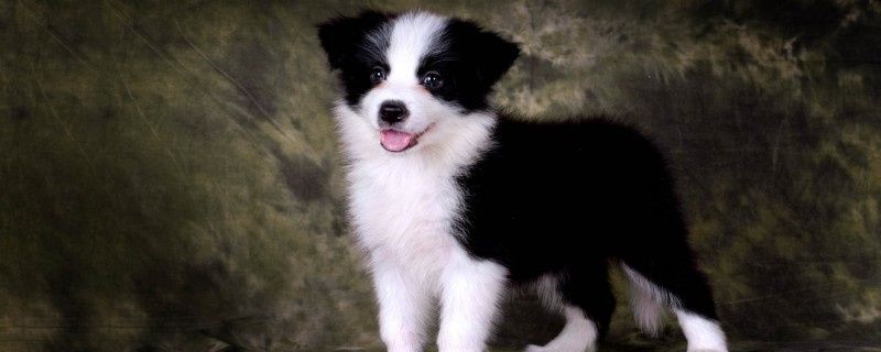 Why Do Dogs Pee Too Much?