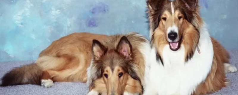 What's the matter with the dander on the dog's belly?