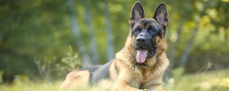 What's up with the blood in dog poop?