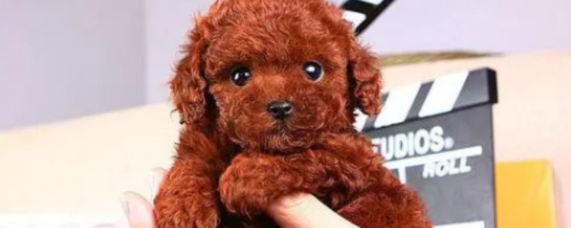 How to treat Teddy's nose baldness