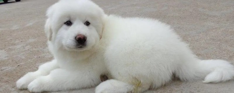 dog coughing up white mucus