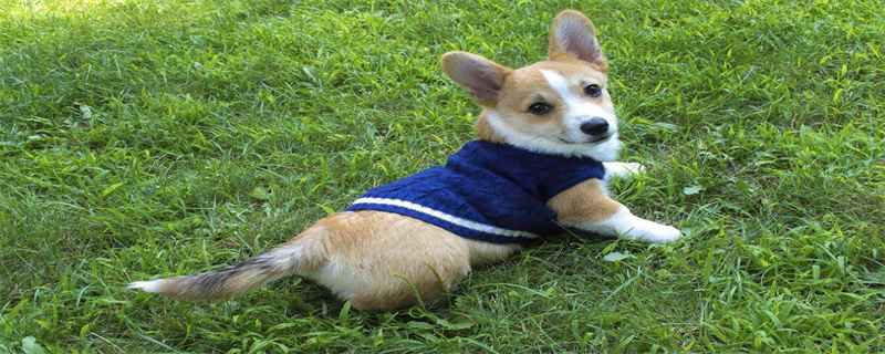 Corgi's eyes are red, why?