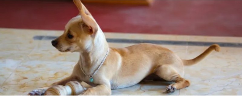 Dog's eyes are red and swollen