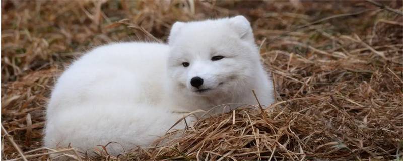 dog drooling with white foam