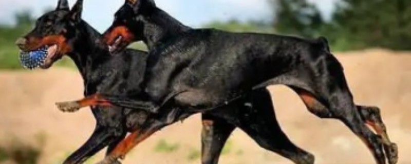 What happens when a dog eats too much?