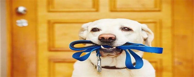 The dog has bald hair