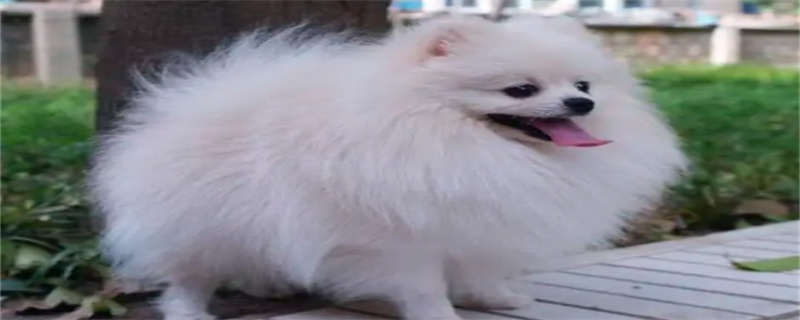 dog got canine distemper