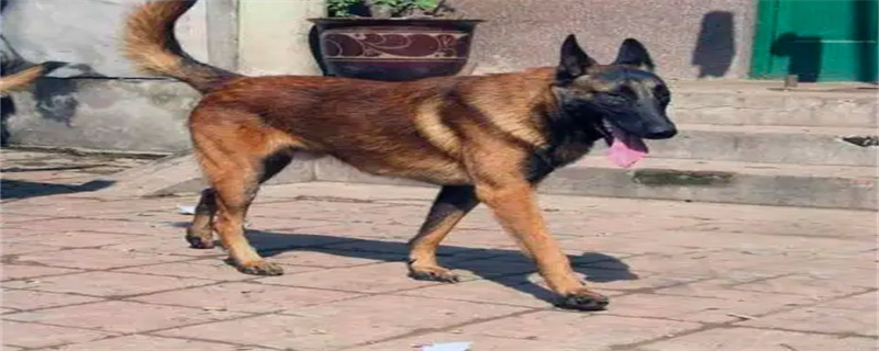 The dog ate the bone and couldn't digest it and vomited non-stop