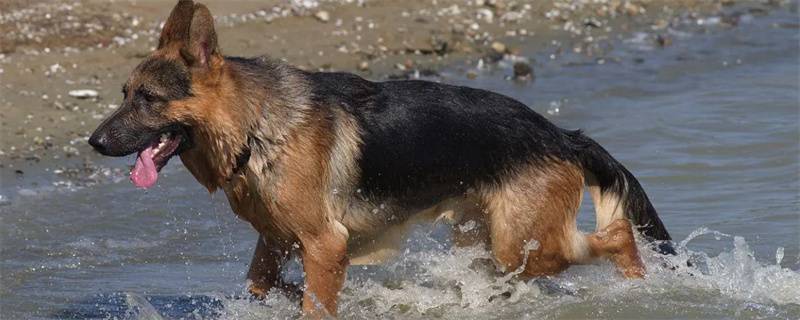 do dogs sneeze