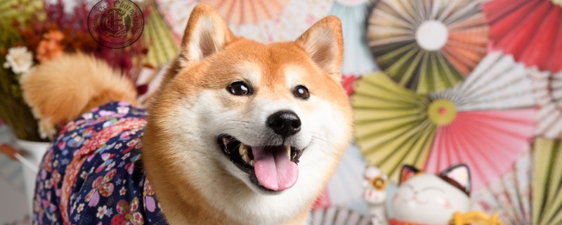What Causes Dogs to Wheeze?