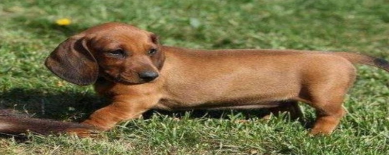 Can Dachshunds Eat Apples?