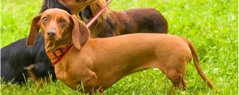 Can Dachshunds Eat Eggs?