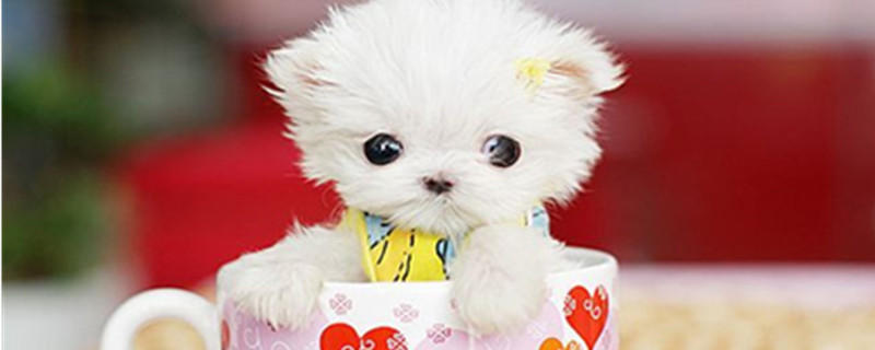 Can Teacup Dogs Eat Lollipops Can Teacup Dogs Eat Lollipops?