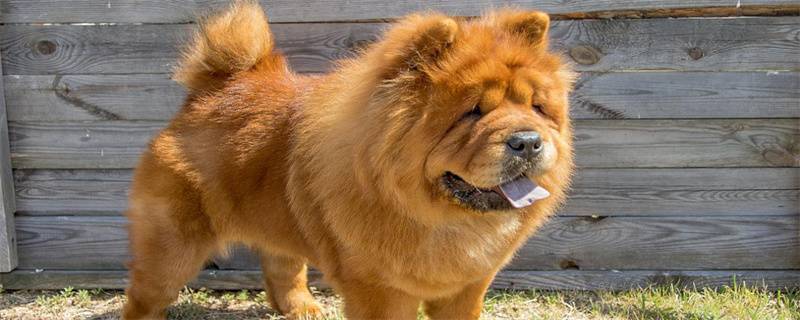 Can Chow Chow Eat Oranges?