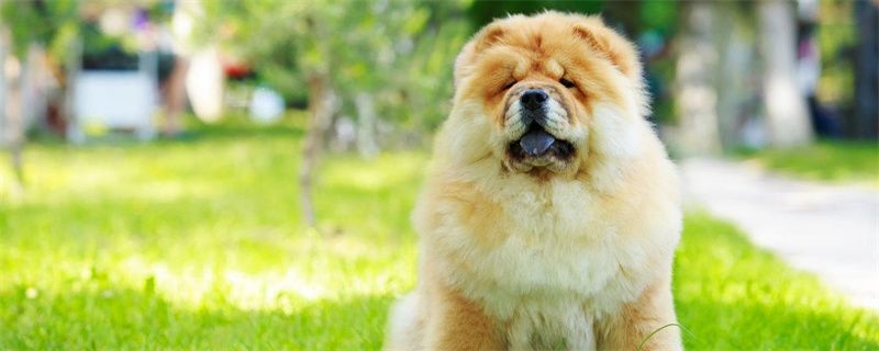 Can Chow Chow Eat Bananas?
