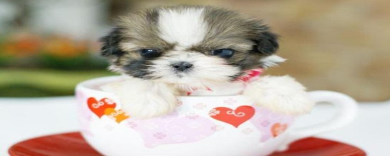 Can teacup dogs eat sausage?