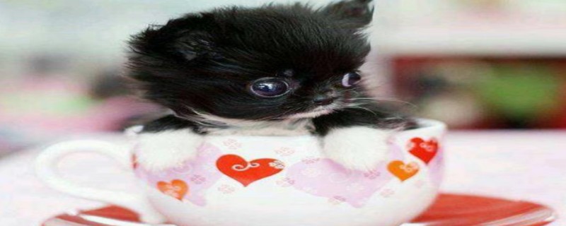 Can Teacup Dogs Eat Egg Yolk?