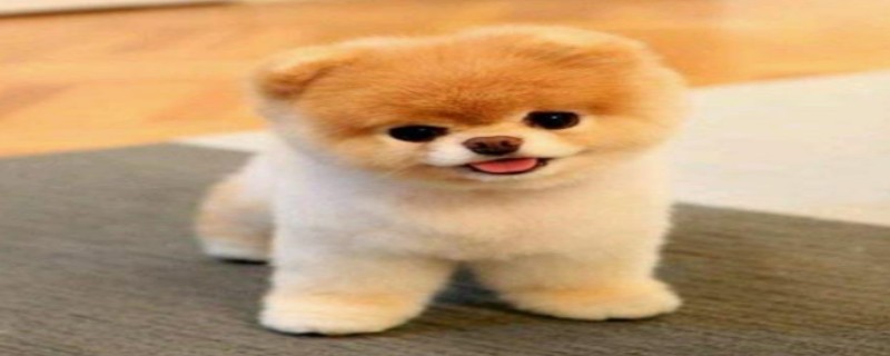 Can Teacup Dogs Eat Grapes?