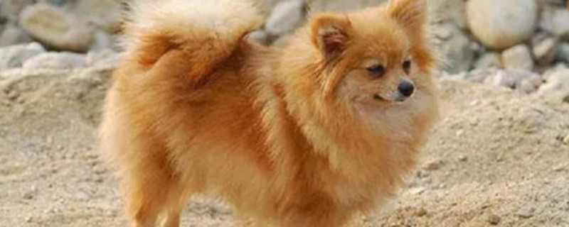 What does the Finnish Spitz like to eat