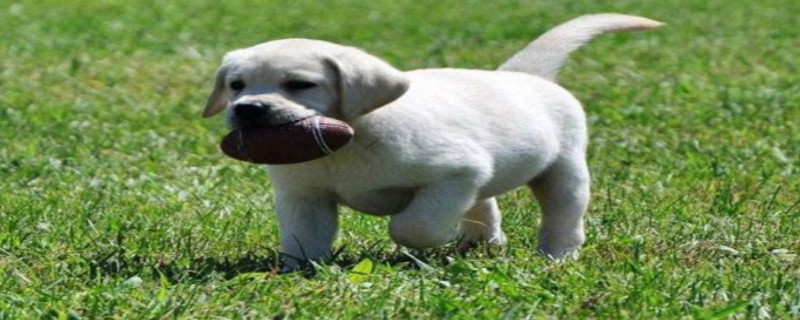 Can Labrador eat red heart dragon fruit?