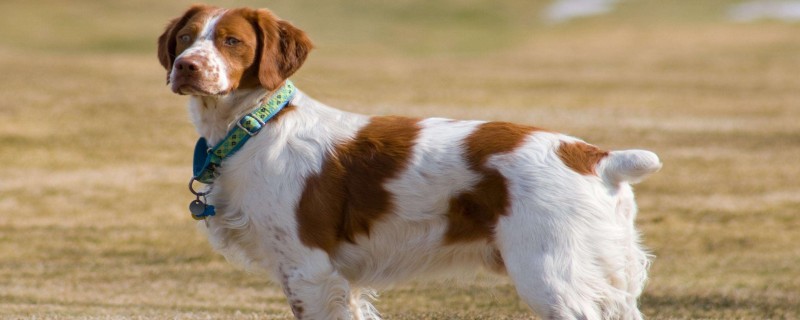 What to Eat for Breton Hounds