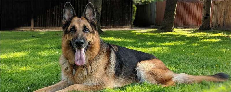 What kind of fruit can dogs eat for more than 3 months