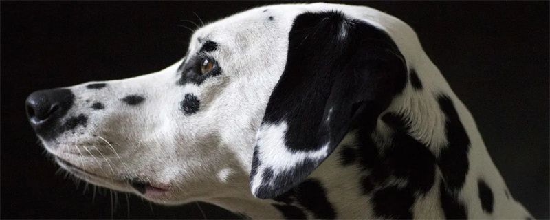 Dog snorts after a cold