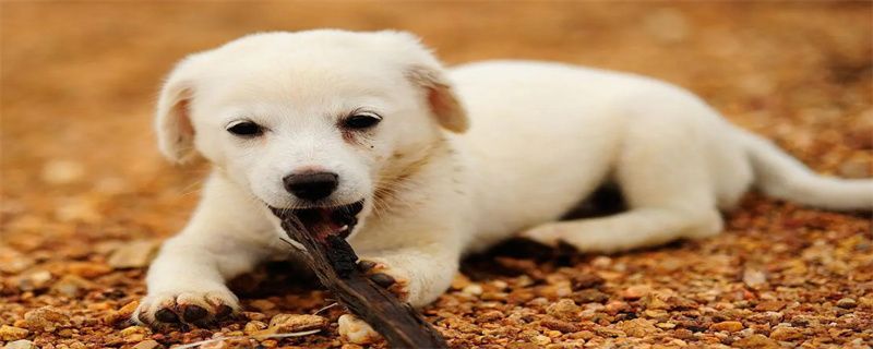 Why Dogs Can't Eat Foods Like Chocolate