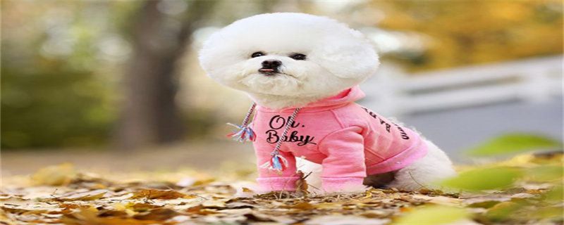 What to do if the bichon keeps barking at night