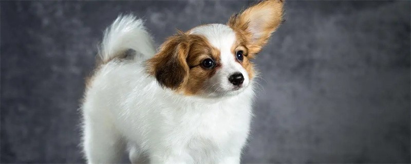 What kind of food does the dog eat after recovering from enteritis?