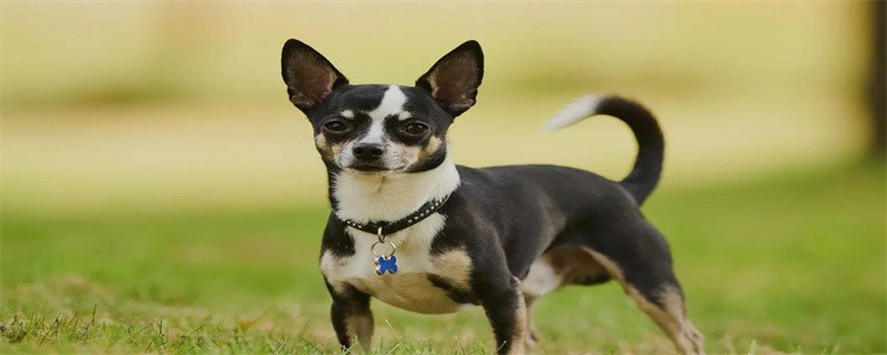 What to do if the puppy poops dry