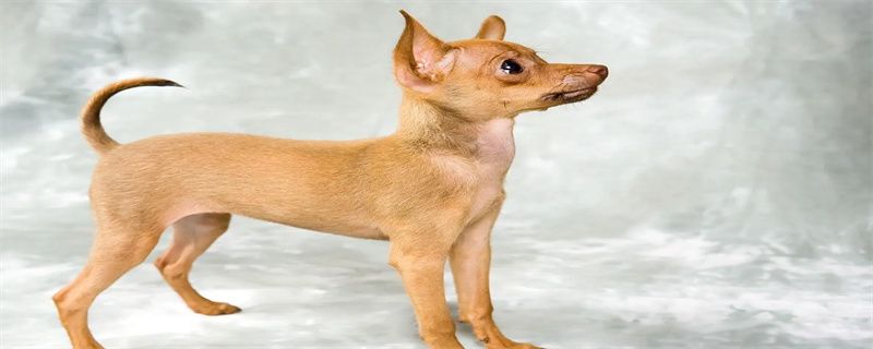 What to do if there is dander on the puppy