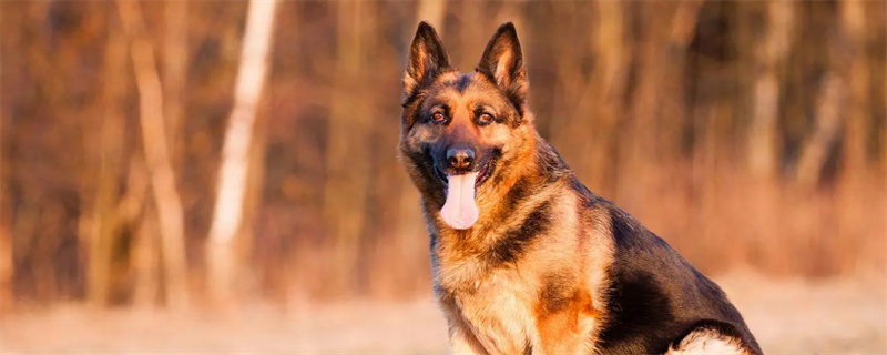 How old can a German Shepherd be fed rice?