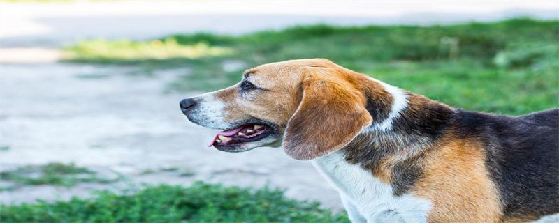 Can vaccines and deworming go together?