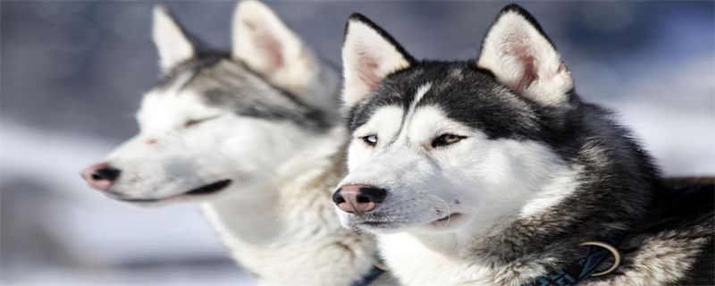 Does dog food need to be changed frequently?