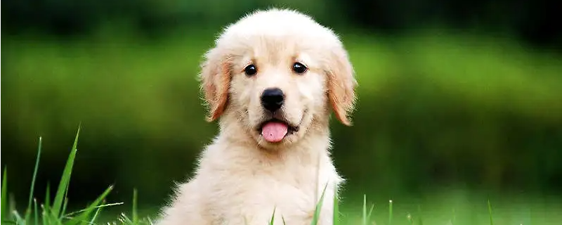 What are the advantages of golden retriever dogs