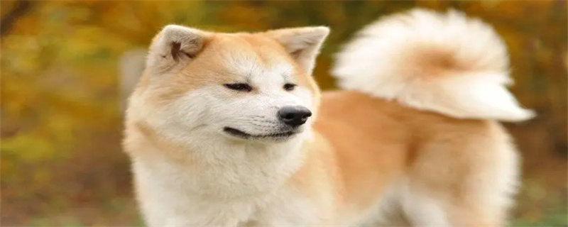 How to bathe Akita dog