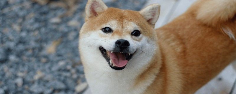 do dogs fart