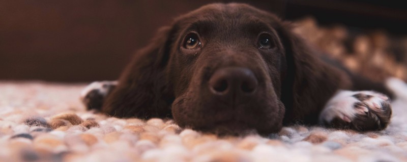 Can Dogs Get Alzheimer's?