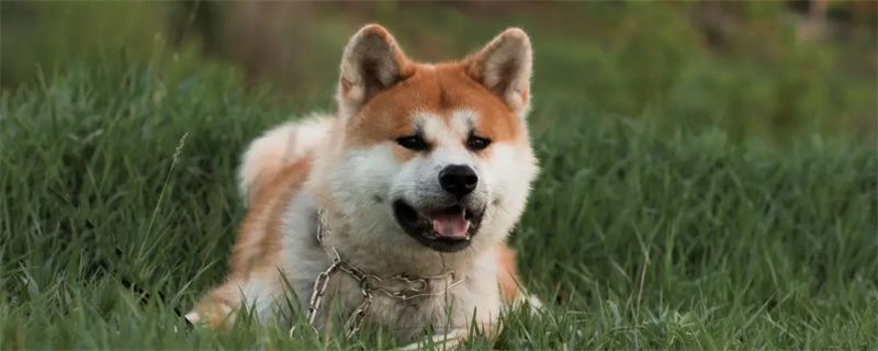 Advantages and disadvantages of Akita dogs
